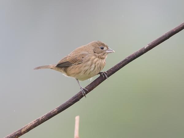 Jacarinagors (Volatinia jacarina)